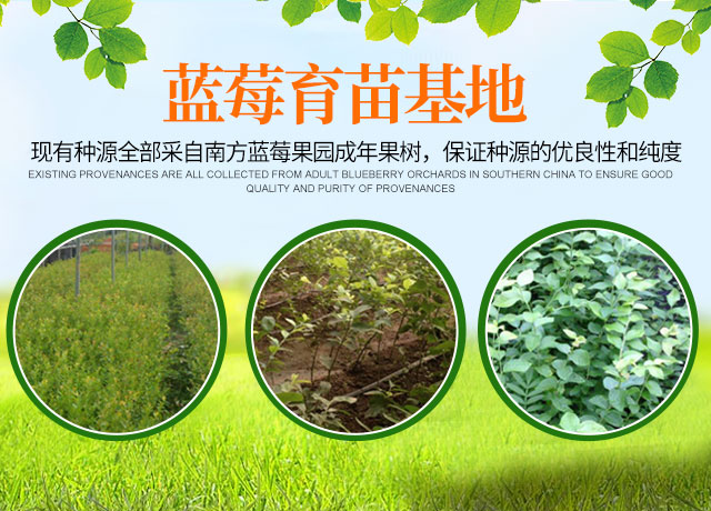 道县柑桔苗销售|速生艳红紫薇_道县金林蓝莓育苗基地