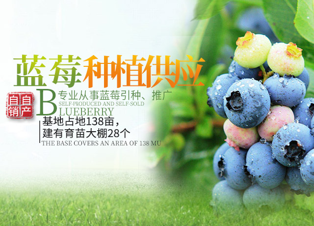 道县柑桔苗销售|速生艳红紫薇_道县金林蓝莓育苗基地