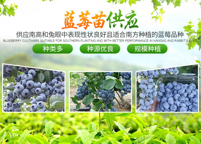 道县柑桔苗销售|速生艳红紫薇_道县金林蓝莓育苗基地